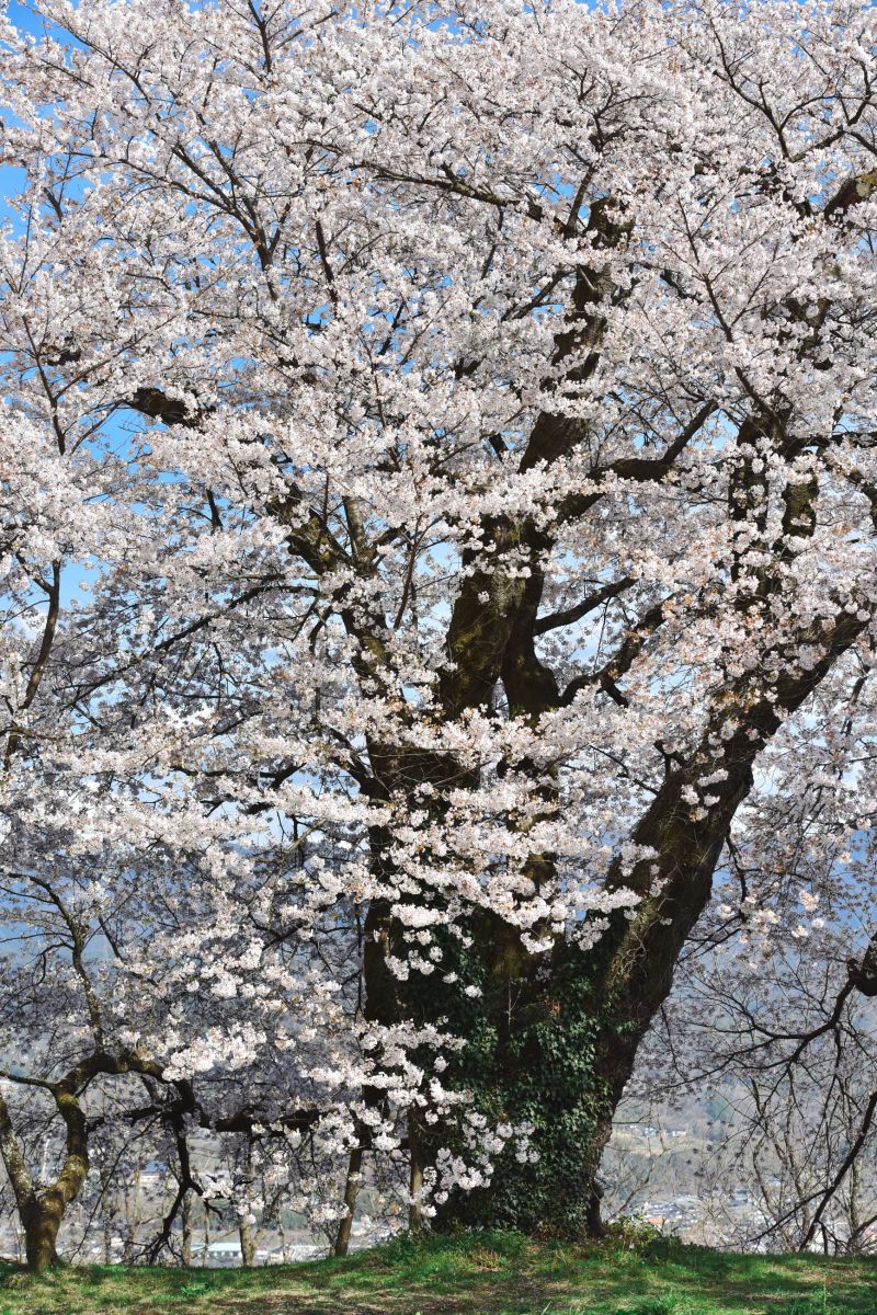 南信州の桜旅　高森南小学校